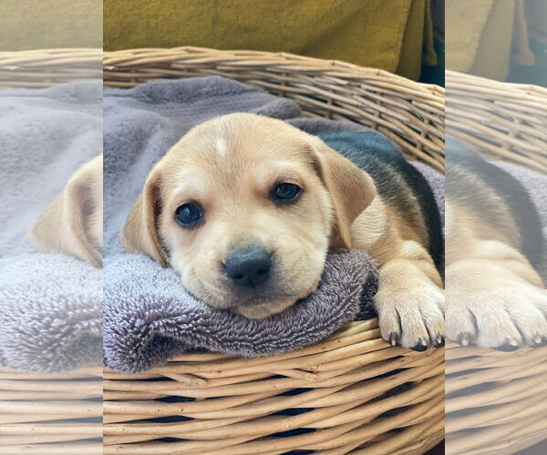 Medium Photo #32 Retriever -Unknown Mix Puppy For Sale in Holly Springs, NC, USA