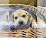Small Photo #32 Retriever -Unknown Mix Puppy For Sale in Holly Springs, NC, USA