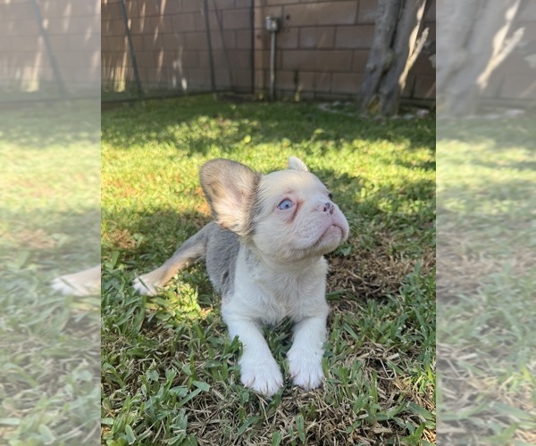 Medium Photo #6 French Bulldog Puppy For Sale in WEST COVINA, CA, USA