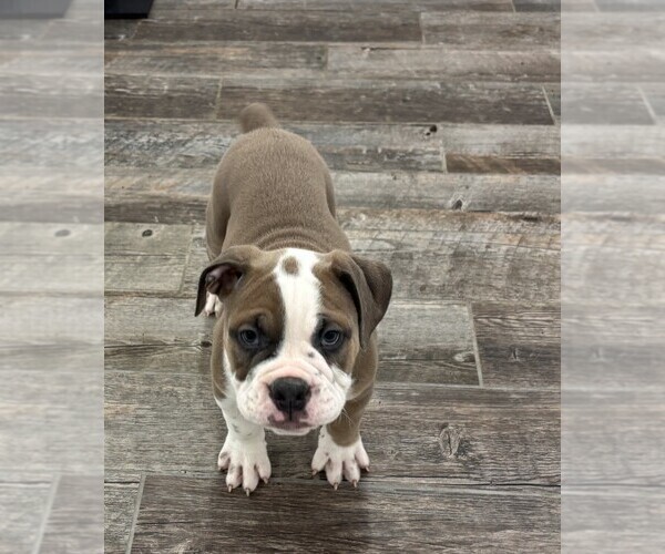 Medium Photo #1 Victorian Bulldog Puppy For Sale in INDIANAPOLIS, IN, USA