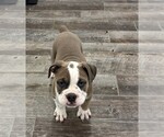 Image preview for Ad Listing. Nickname: Duke