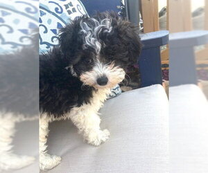 Poodle (Miniature) Dogs for adoption in Wheaton, IL, USA