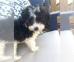 Small Poodle (Miniature)