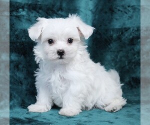 Maltese Puppy for sale in ROCK VALLEY, IA, USA