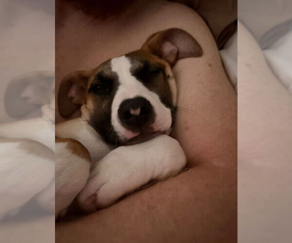 Medium Photo #2 Boxer-Unknown Mix Puppy For Sale in Walnutport, PA, USA