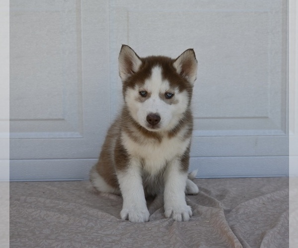 Medium Photo #1 Siberian Husky Puppy For Sale in HOLMESVILLE, OH, USA