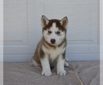 Small Photo #1 Siberian Husky Puppy For Sale in HOLMESVILLE, OH, USA
