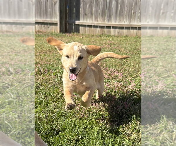 Medium Photo #4 Labrador Retriever-Unknown Mix Puppy For Sale in Aurora, IN, USA