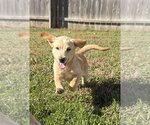 Small Photo #4 Labrador Retriever-Unknown Mix Puppy For Sale in Aurora, IN, USA