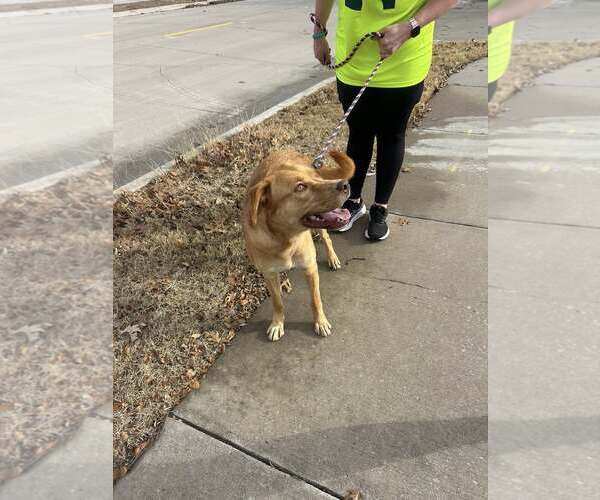 Medium Photo #2 Labrador Retriever-Unknown Mix Puppy For Sale in Rowlett, TX, USA