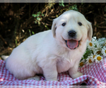 Small #10 English Cream Golden Retriever