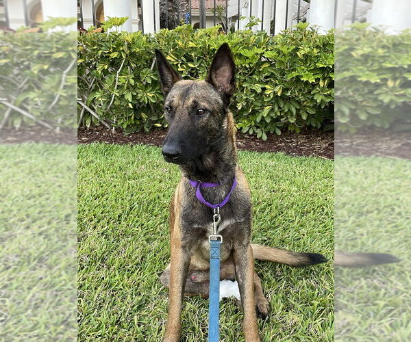 Medium Photo #2 Mutt Puppy For Sale in Imlay City, MI, USA