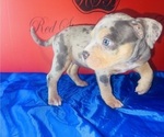 Small #3 American Bully