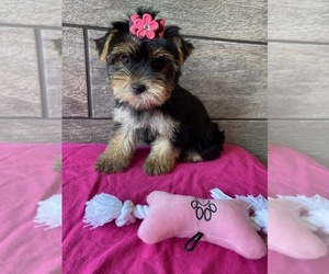 Yorkshire Terrier Puppy for sale in RICHMOND, IL, USA