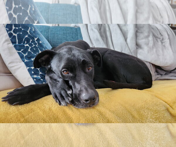 Medium Photo #11 American Pit Bull Terrier-Labrador Retriever Mix Puppy For Sale in Holly Springs, NC, USA