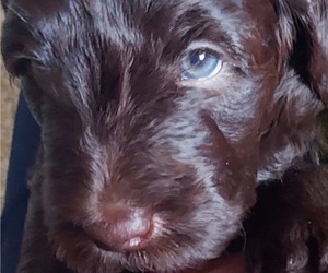 Labradoodle Litter for sale in PITTSBURGH, PA, USA