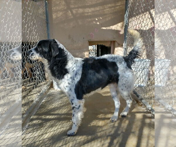 Medium Photo #7 Border Collie-Unknown Mix Puppy For Sale in Apple Valley, CA, USA