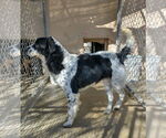 Small #6 Border Collie Mix