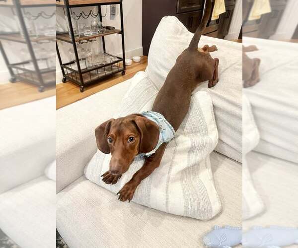 Medium Photo #3 Dachshund Puppy For Sale in Lee's Summit, MO, USA