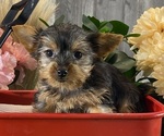 Small #2 Yorkshire Terrier