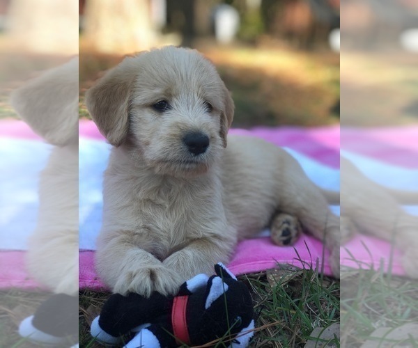 Medium Photo #22 Labradoodle Puppy For Sale in ROBERTA, GA, USA