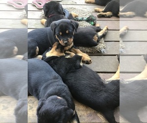 Rottweiler Puppy for sale in KANSAS CITY, MO, USA