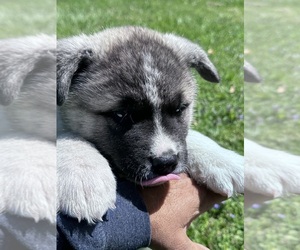 Akita Puppy for Sale in NASHVILLE, Indiana USA