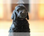 Small Photo #5 Poodle (Standard) Puppy For Sale in STANLEY, VA, USA