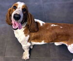 Small #1 Basset Hound