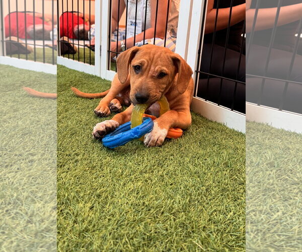 Medium Photo #3 Black Mouth Cur-Unknown Mix Puppy For Sale in Sanford, FL, USA