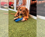 Small #2 Black Mouth Cur Mix