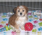Small Photo #12 ShihPoo Puppy For Sale in ORO VALLEY, AZ, USA