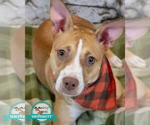 Mutt Dogs for adoption in Kennesaw, GA, USA