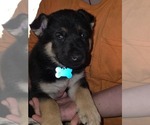 Puppy Skylar Gerberian Shepsky