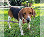 Small #1 Beagle