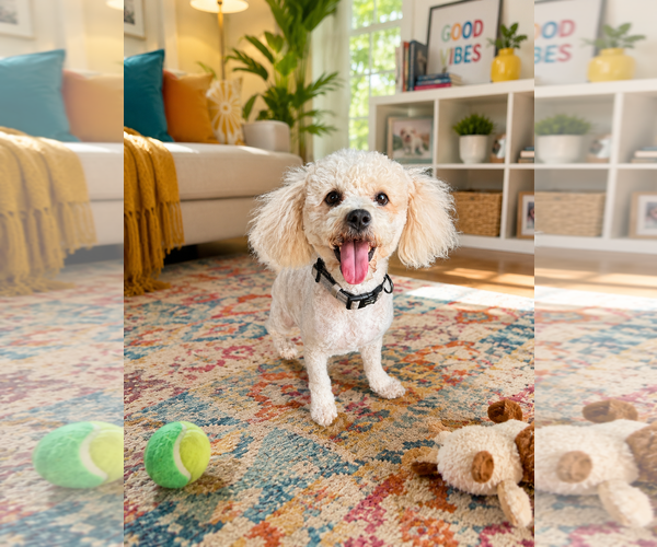 Medium Photo #1 Poodle (Toy) Puppy For Sale in Menifee, CA, USA