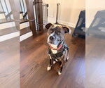 Small Photo #4 Mutt Puppy For Sale in Springdale, PA, USA