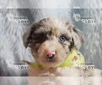 Small Photo #8 Australian Shepherd-Poodle (Toy) Mix Puppy For Sale in SANGER, TX, USA