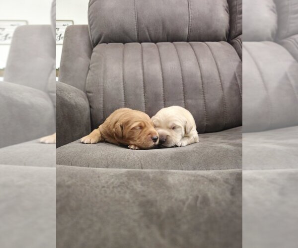 Medium Photo #3 Golden Retriever Puppy For Sale in SACRAMENTO, CA, USA