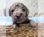 Small Photo #2 Double Doodle Puppy For Sale in PIERSON, FL, USA