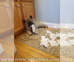 Small Photo #15 Keeshond Puppy For Sale in FAYETTEVILLE, TN, USA