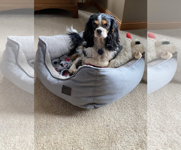 Medium Photo #2 Cavalier King Charles Spaniel Puppy For Sale in St. Louis Park, MN, USA