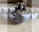 Small #1 Cavalier King Charles Spaniel