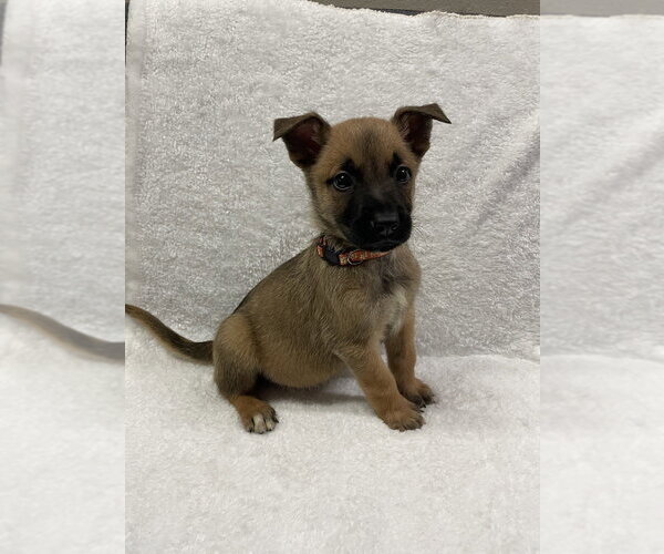 Medium Photo #3 Mutt Puppy For Sale in Imlay City, MI, USA