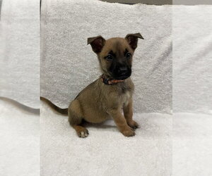 Hallowed Harvest - Howden - Located in Florida - Male Mutt Dog for Adoption - Photo #3