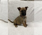 Small Photo #3 Mutt Puppy For Sale in Imlay City, MI, USA
