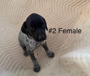 Medium German Shorthaired Pointer