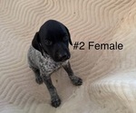 Puppy Puppy 2 German Shorthaired Pointer
