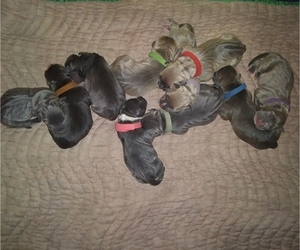 American Staffordshire Terrier Puppy for sale in SILVER LAKE, WI, USA