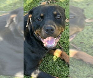 Rottweiler Dogs for adoption in Mooresville, NC, USA